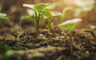 Biodefensivos: grandes culturas impulsionam as biossoluções